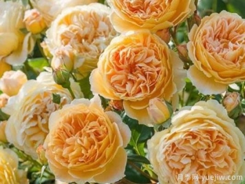 大花香水月季的养护方法，分享10种花香飘满屋