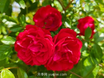 月季红木香爆花机器，花艳丽花量大花期长