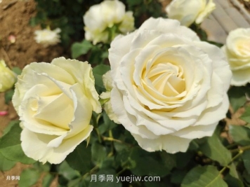 十一朵白玫瑰的花语和寓意