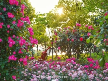 上海前滩休闲公园，月季花海盛景等你赏